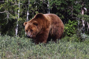 Životinjski dan primjećuje malu naciju sibira